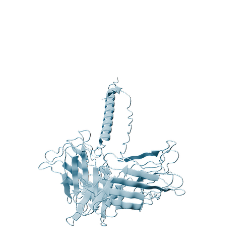 Human LAMP2 (C-6His, HEK293)